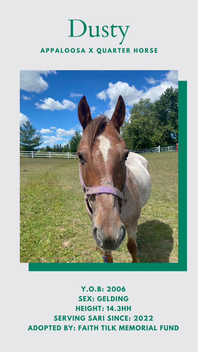 Our Horses | SARI Therapeutic Riding